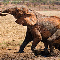 Buy canvas prints of Elephant leaving a mud bath by Howard Kennedy