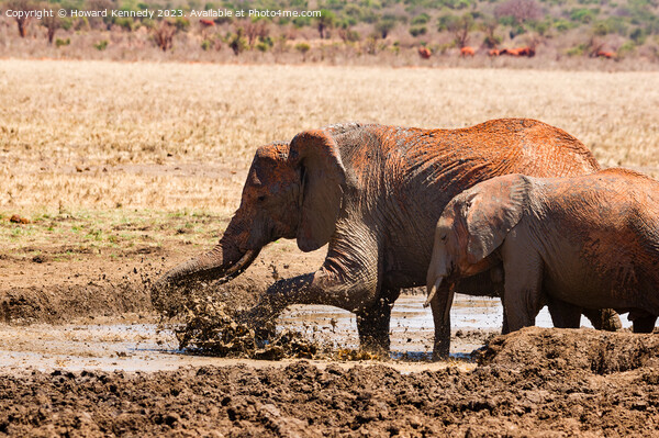 Elephants splashing in a mud bath Picture Board by Howard Kennedy
