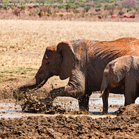 Buy canvas prints of Elephants splashing in a mud bath by Howard Kennedy