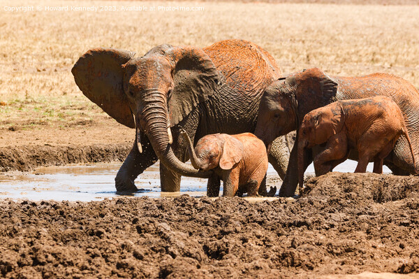 A Helping Hand from Elephant Mum Picture Board by Howard Kennedy