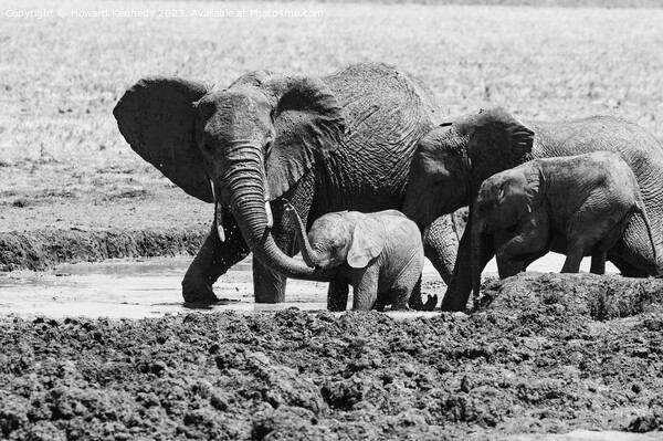 A Helping Hand from Elephant Mum in black and white Picture Board by Howard Kennedy