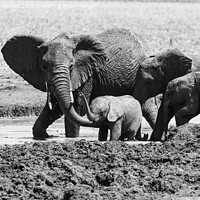 Buy canvas prints of A Helping Hand from Elephant Mum in black and white by Howard Kennedy