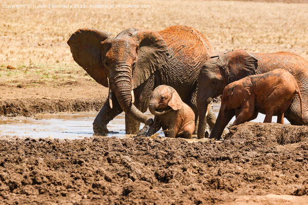 Elephant mud bath play time Picture Board by Howard Kennedy
