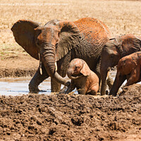 Buy canvas prints of Elephant mud bath play time by Howard Kennedy