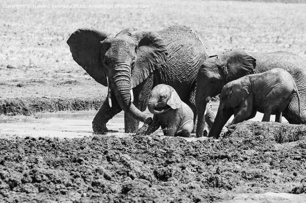 Elephant mud bath play time in black and white Picture Board by Howard Kennedy