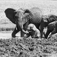 Buy canvas prints of Elephant mud bath play time in black and white by Howard Kennedy