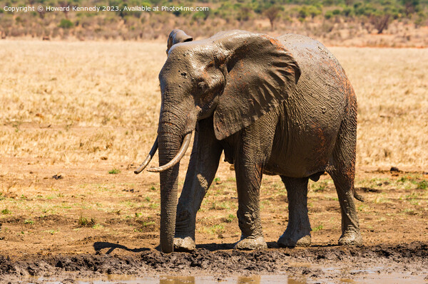 Young Bull Elephant leaving a mud bath covered in mud Picture Board by Howard Kennedy
