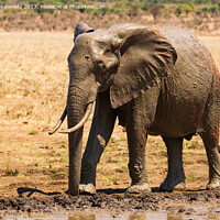 Buy canvas prints of Young Bull Elephant leaving a mud bath covered in mud by Howard Kennedy