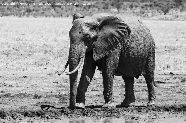 Young Bull Elephant leaving a mud bath covered in mud in black and white Picture Board by Howard Kennedy