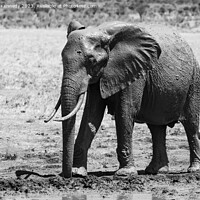 Buy canvas prints of Young Bull Elephant leaving a mud bath covered in mud in black and white by Howard Kennedy