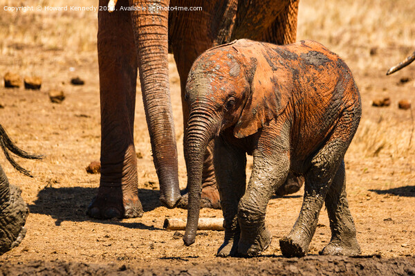 A baby elephant at the mud bath Picture Board by Howard Kennedy