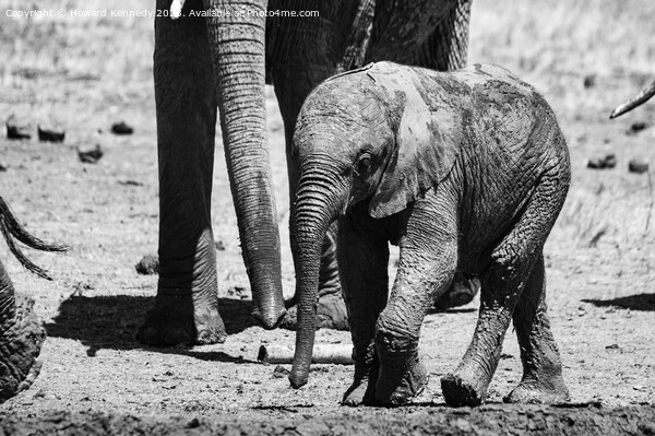 A baby elephant at the mud bath in black and white Picture Board by Howard Kennedy