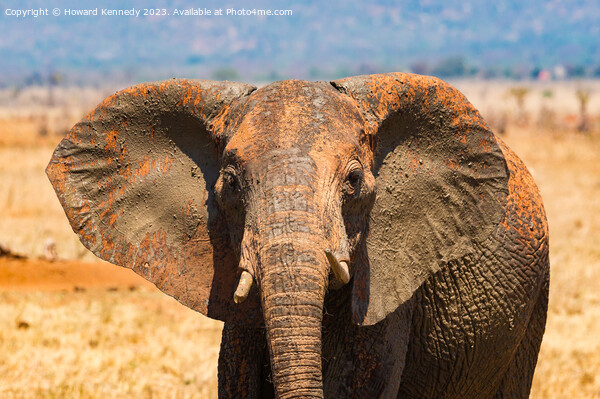 Young female Elephant close-up Picture Board by Howard Kennedy