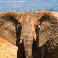 Buy canvas prints of Young female Elephant close-up by Howard Kennedy