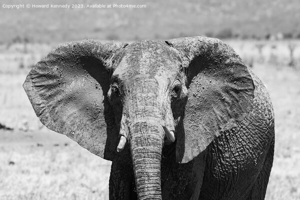 Young female Elephant close-up in black and white Picture Board by Howard Kennedy