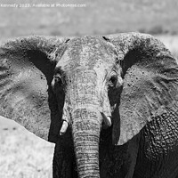 Buy canvas prints of Young female Elephant close-up in black and white by Howard Kennedy