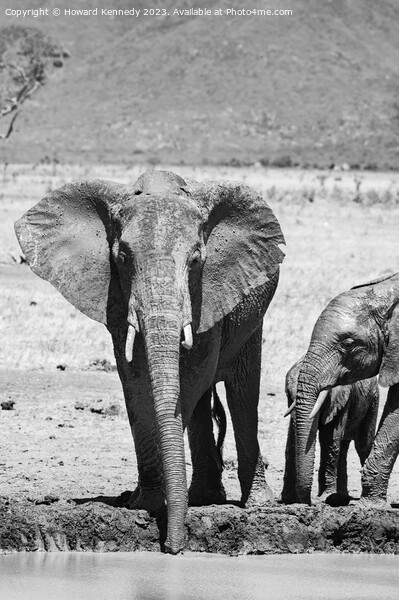 Elephant family at the waterhole in black and white Picture Board by Howard Kennedy