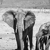 Buy canvas prints of Elephant family at the waterhole in black and white by Howard Kennedy