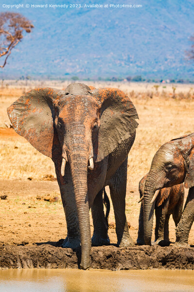 Elephant family at the waterhole Picture Board by Howard Kennedy