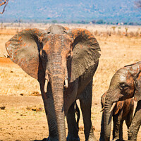 Buy canvas prints of Elephant family at the waterhole by Howard Kennedy