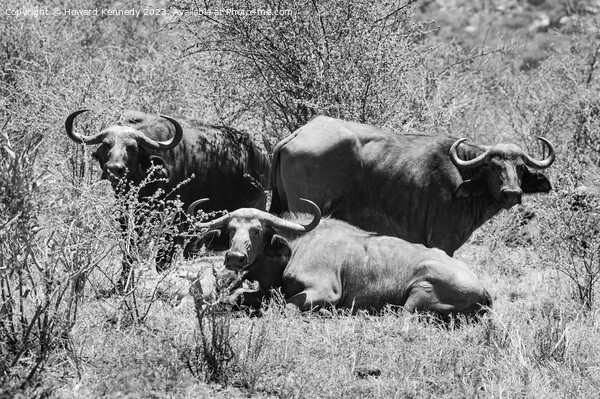 Let Sleeping Buffalo Lie in black and white Picture Board by Howard Kennedy