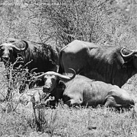 Buy canvas prints of Let Sleeping Buffalo Lie in black and white by Howard Kennedy