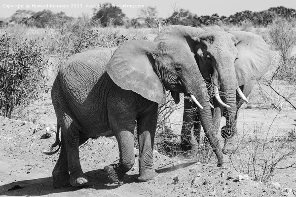 Two youg African Elephants in black and white Picture Board by Howard Kennedy