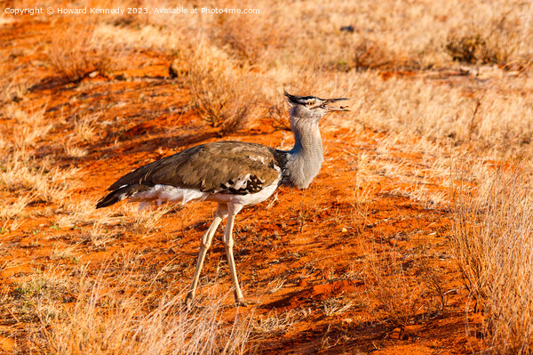 Kori Bustard eating seed pod Picture Board by Howard Kennedy