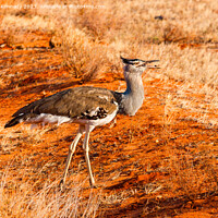 Buy canvas prints of Kori Bustard eating seed pod by Howard Kennedy