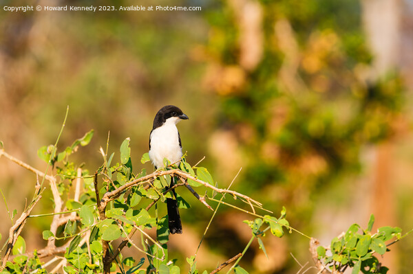 Long-Tailed Fiscal Picture Board by Howard Kennedy