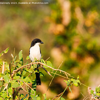 Buy canvas prints of Long-Tailed Fiscal by Howard Kennedy