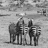 Buy canvas prints of Burchell's Zebra in black and white by Howard Kennedy