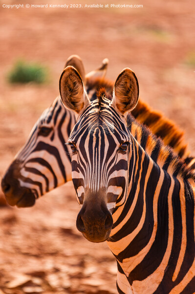 Burchell's Zebra close-up Picture Board by Howard Kennedy