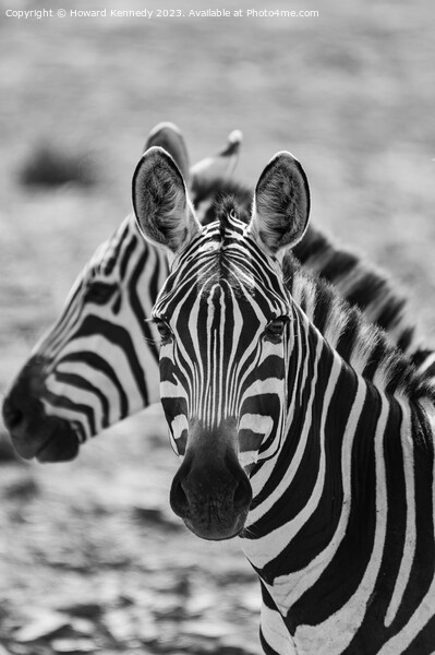 Burchell's Zebra close-up in black and white Picture Board by Howard Kennedy