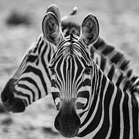 Buy canvas prints of Burchell's Zebra close-up in black and white by Howard Kennedy