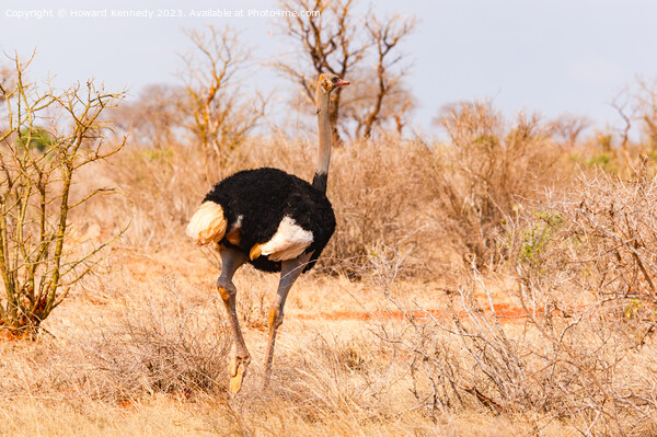 Male Somali Ostrich Picture Board by Howard Kennedy