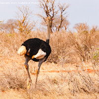 Buy canvas prints of Male Somali Ostrich by Howard Kennedy