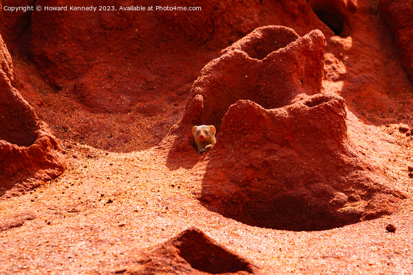 Dwarf Mongoose peaking out of termite mound Picture Board by Howard Kennedy