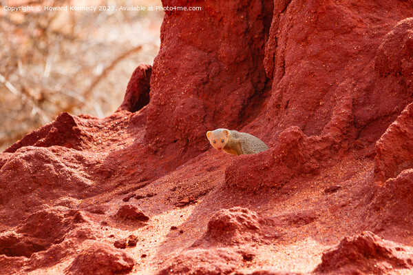 Dwarf Mongoose in Termite mound Picture Board by Howard Kennedy