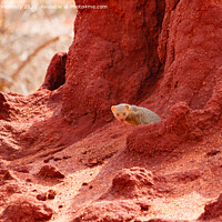 Buy canvas prints of Dwarf Mongoose in Termite mound by Howard Kennedy