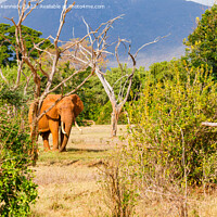 Buy canvas prints of Elephant by Howard Kennedy
