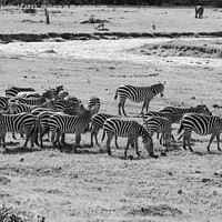 Buy canvas prints of Dazzle of Burchell's Zebra in black and white by Howard Kennedy