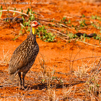 Buy canvas prints of Yellow-Necked Spurfowl by Howard Kennedy