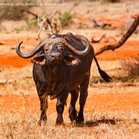 Buy canvas prints of Cape Buffalo with Yellow-Billed Oxpecker by Howard Kennedy