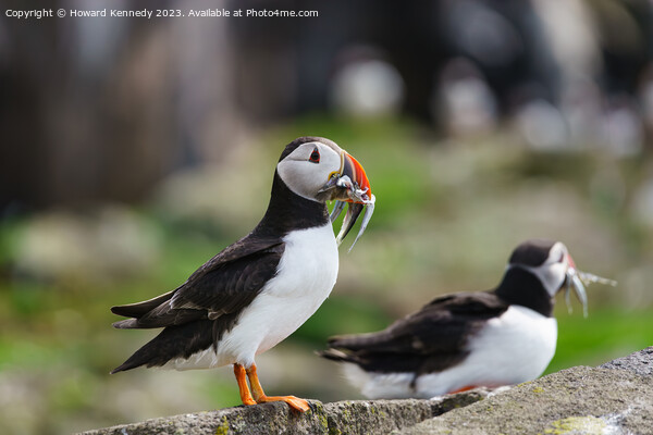 Atlantic Puffin with Sandeels Picture Board by Howard Kennedy