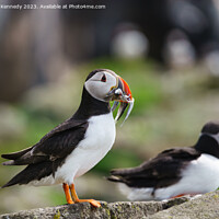 Buy canvas prints of Atlantic Puffin with Sandeels by Howard Kennedy