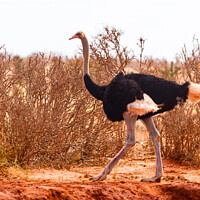 Buy canvas prints of Male Masai Ostrich by Howard Kennedy