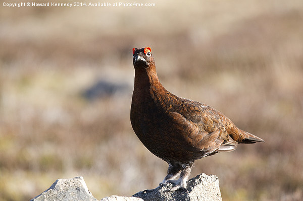 Red Grouse Picture Board by Howard Kennedy