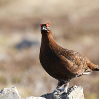 Buy canvas prints of Red Grouse by Howard Kennedy