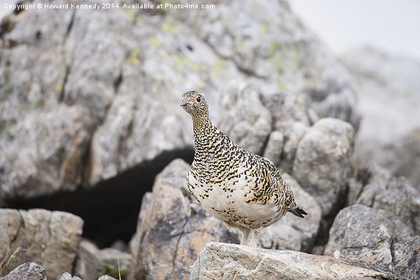 Ptarmigan Picture Board by Howard Kennedy